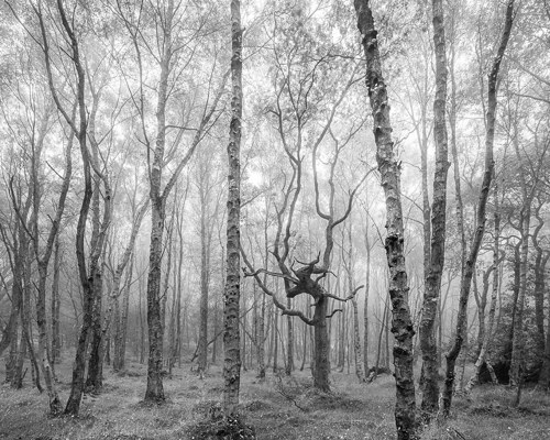 A Journey Through Ancient Woodland: The Watcher In The Woods. An ancient woodland shrouded in mist. Slender birch trees with peeling bark rise from a carpet of grass and small plants. The forest appears serene and enchanted, with a twisted, bare tree branch standing out amid the uniform trunks. a forest with bare trees