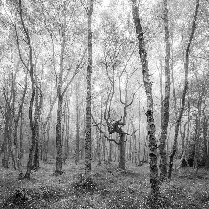 The Watcher In The Woods. An ancient woodland shrouded in mist. Slender birch trees with peeling bark rise from a carpet of grass and small plants. The forest appears serene and enchanted, with a twisted, bare tree branch standing out amid the uniform trunks. a forest with bare trees