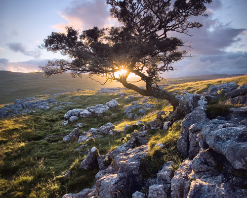 Yorkshire Dales: Limestone and Lone Trees:  a flock of sheep graze on a rocky hill