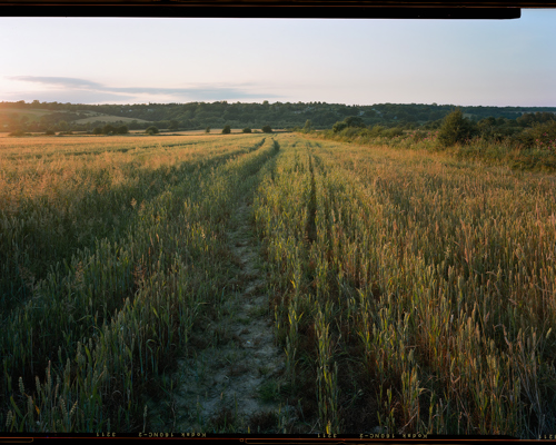Edge Land:  a field of tall grass