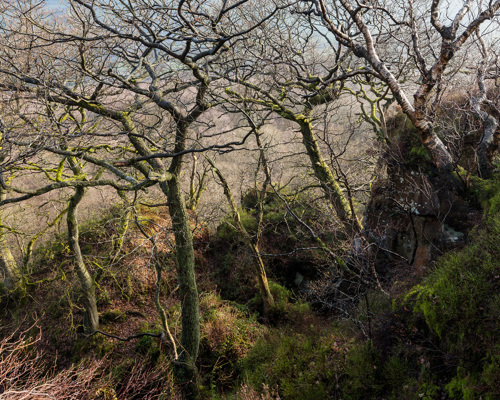 A Journey Through Ancient Woodland:  a tree in a forest