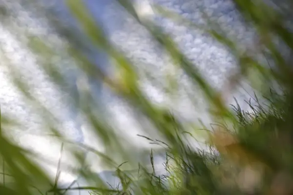 Grass
