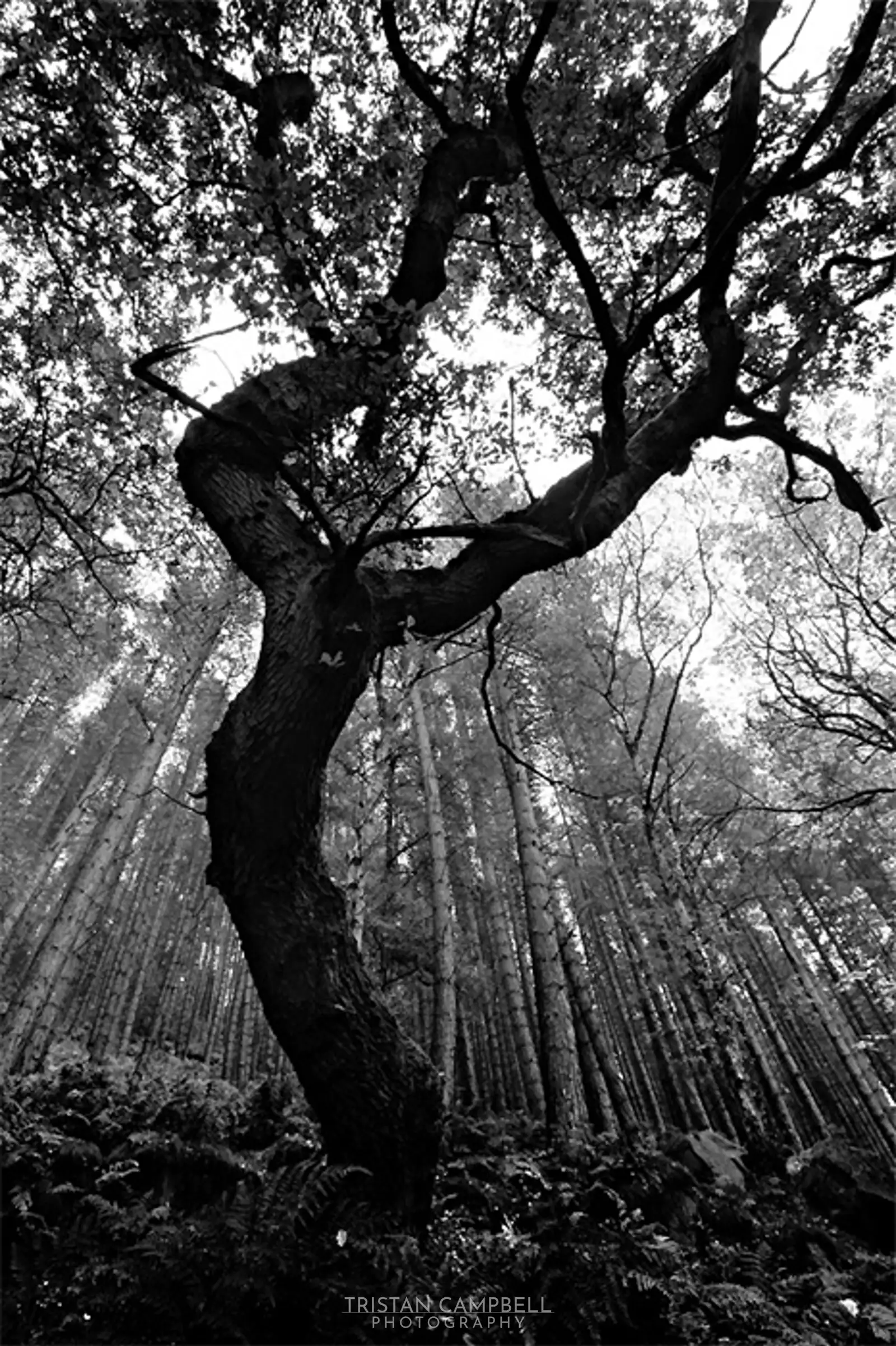 Oak Tree