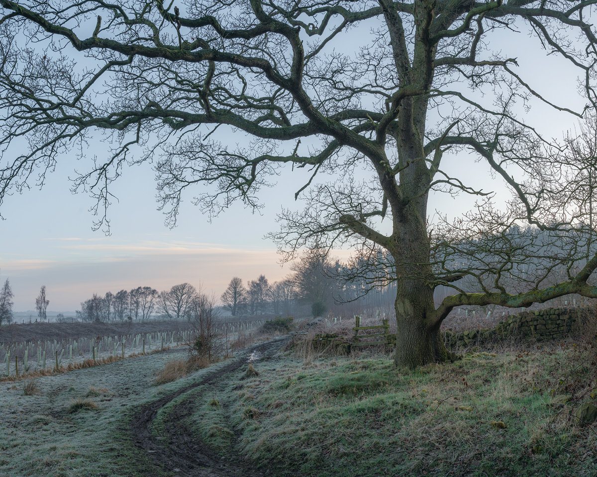 A frosty morning in Crimple Valley, Harrogate, features a rugged tree with bare branches sprawling across the frame. A winding path leads through the frost-coated grass, alongside a stone wall, under a pale winter sky at dawn. a tree in a field