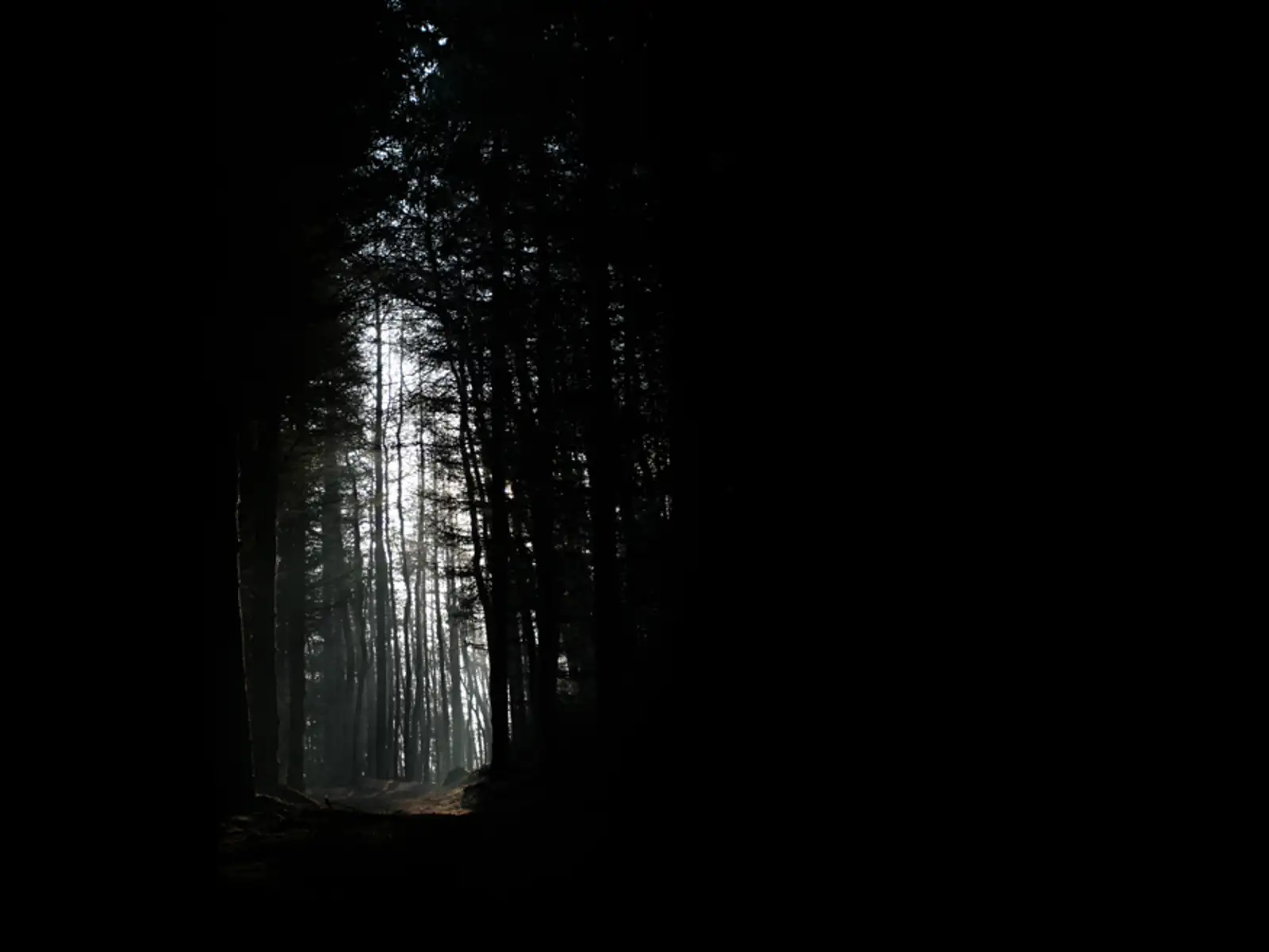 Misty woods