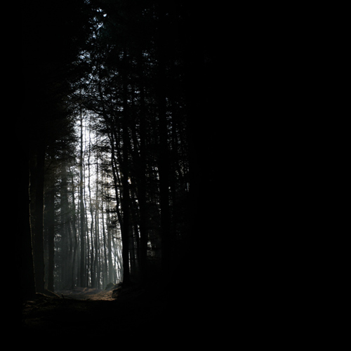 Misty woods: Misty woods