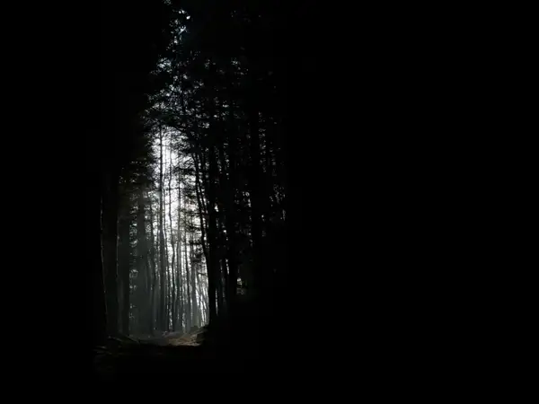 Misty woods