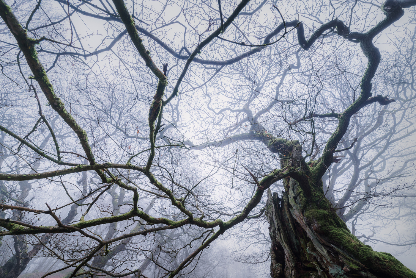 A large oak tree of an ancient woodland, shrouded in mist. Knotted branches, draped with moss, stretch across the sky, framing a web of bare twigs. The venerable trunks and limbs tell tales of centuries past, standing as silent sentinels in this serene setting.