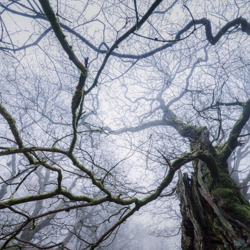 Ancient Oak Tree: A large oak tree of an ancient woodland, shrouded in mist. Knotted branches, draped with moss, stretch across the sky, framing a web of bare twigs. The venerable trunks and limbs tell tales of centuries past, standing as silent sentinels in this serene setting.
