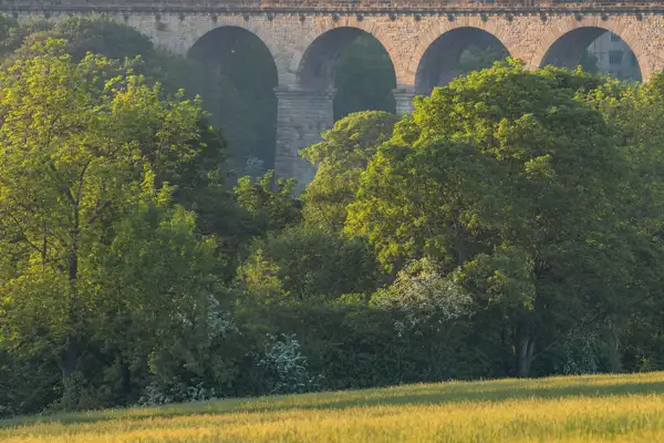 Sunlit arches of an old stone viaduct towering above lush green trees. The foreground features a field with tall, golden grasses. Shadows and light play across the scene, creating a serene and picturesque landscape.