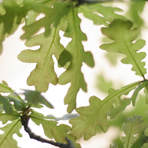 Oak leaves: Oak leaves
