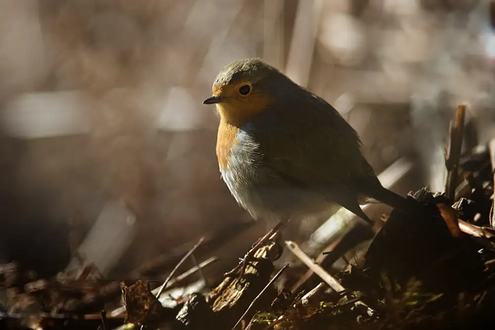 Robin