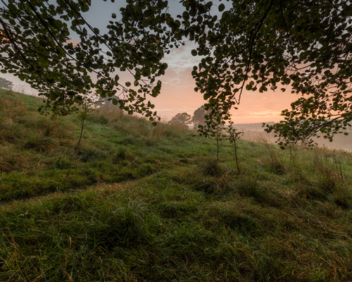 Harrogate Landscapes:  a tree on a grassy hill