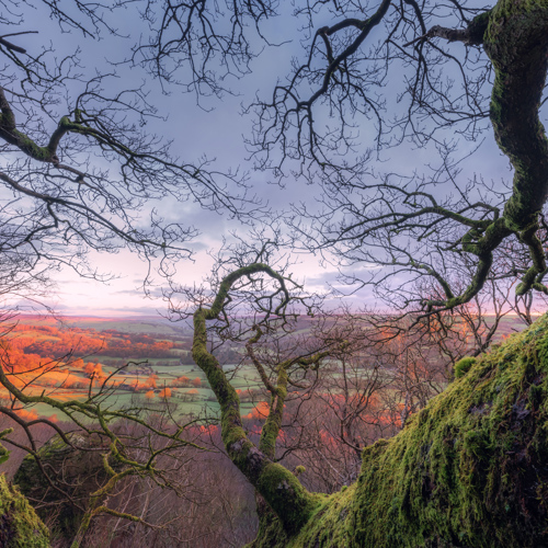 Through the trees: An ancient, gnarly tree cloaked in vibrant green moss. Branches create a natural frame, revealing rolling fields suffused with the warm glow of sunrise, painting the sky in soft pastels.