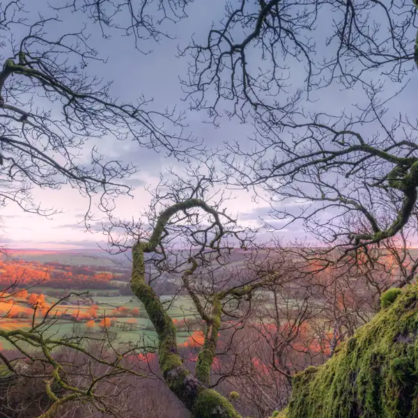 Through the trees