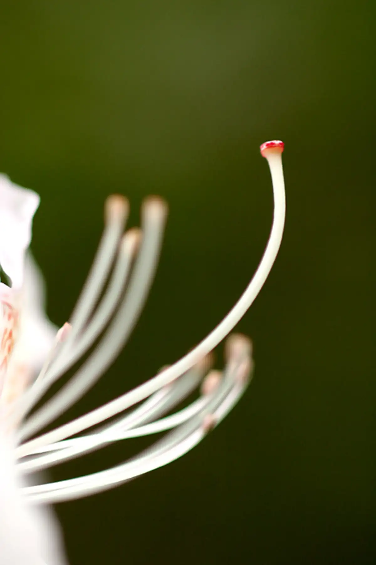 Flower, Leckmelm Arboretum