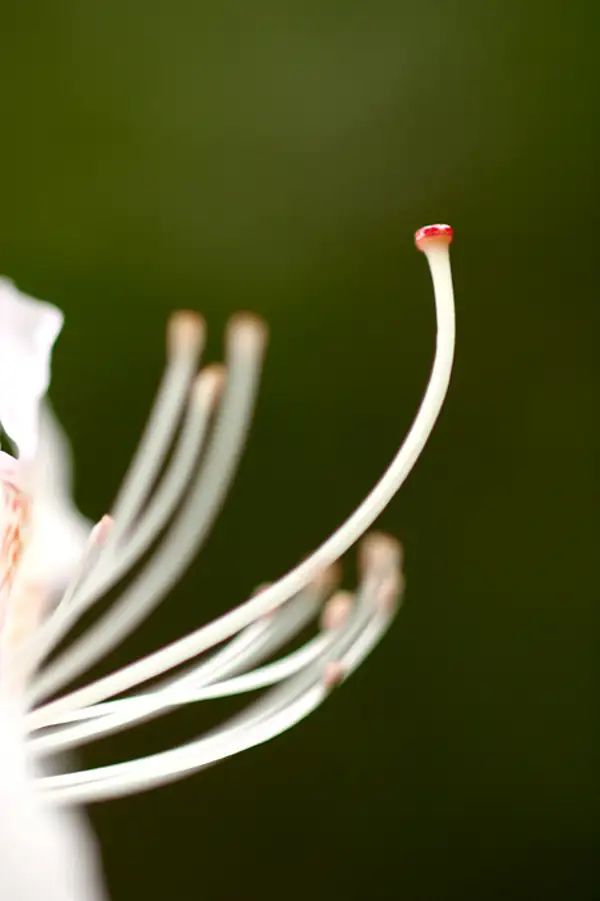 Flower, Leckmelm Arboretum