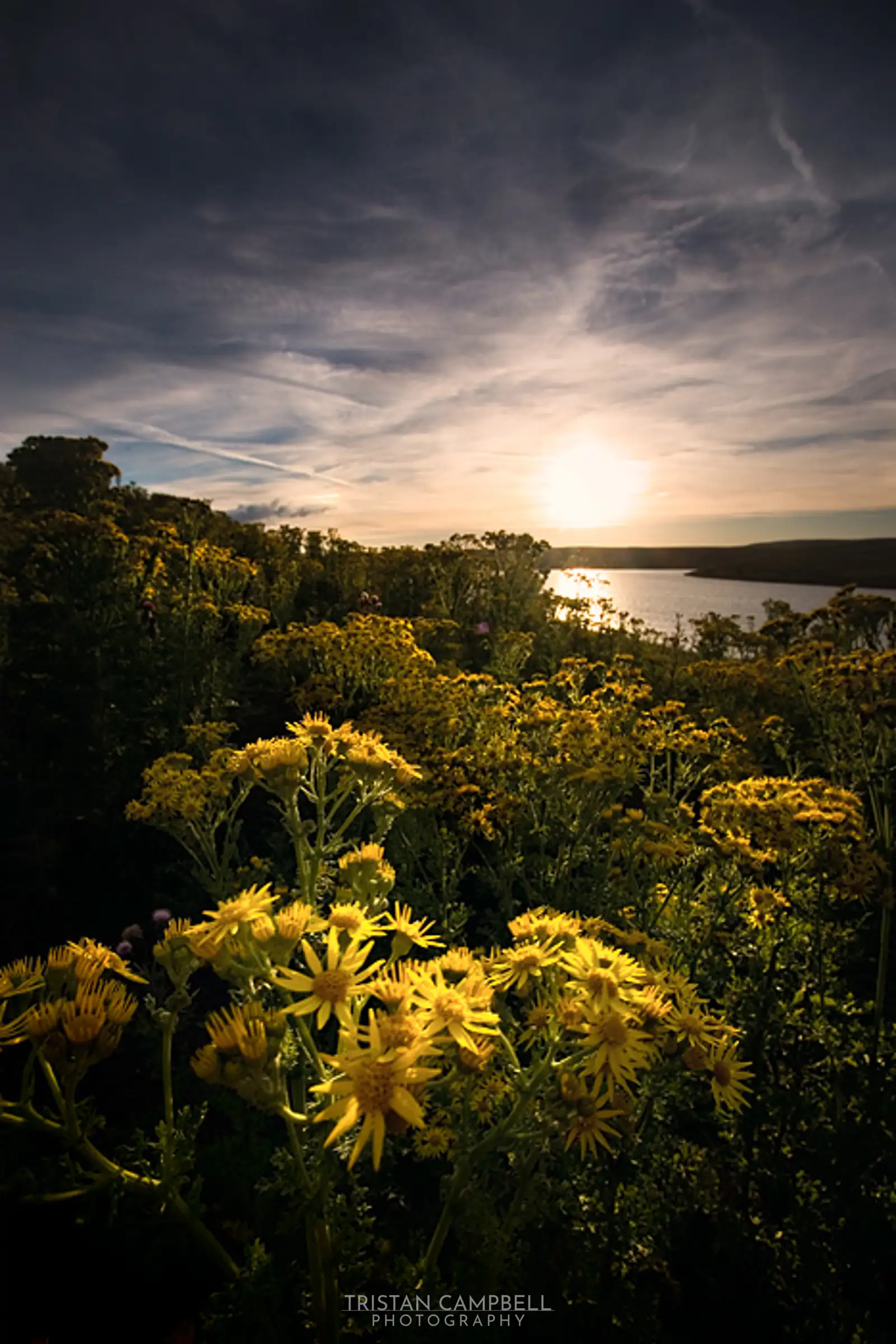 Yellow flowers, Grimwith reservoir