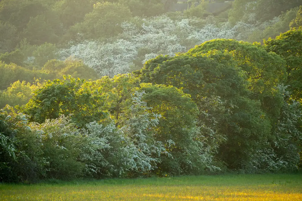 Lush green trees with white blossoms are illuminated by sunlight, casting a warm glow over a grassy meadow in the foreground. The background is filled with layers of dense, sun-dappled foliage, creating a serene, early morning scene.