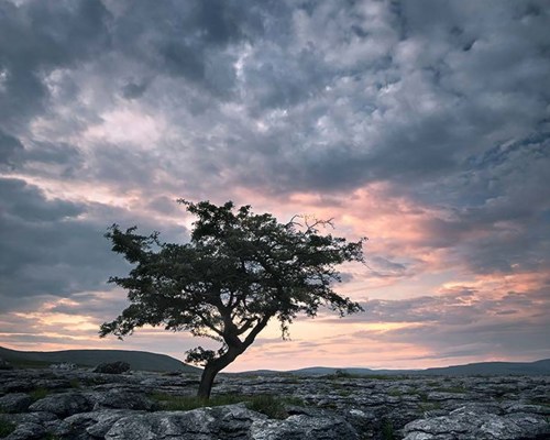 Yorkshire Dales: Limestone and Lone Trees:  a tree next to a body of water