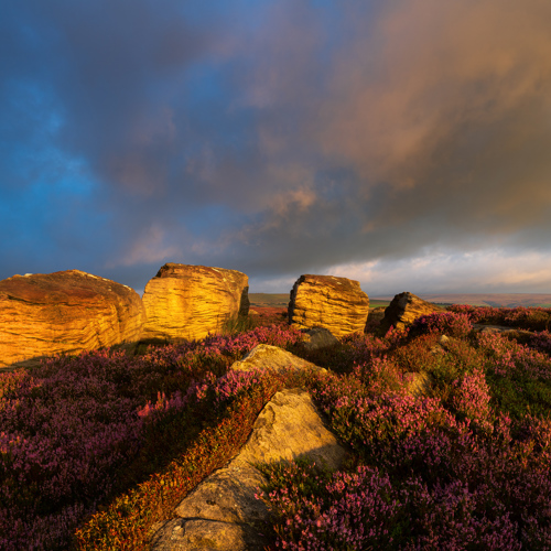 Moorland Light: Golden sunlight bathes rugged rock formations amid a moorland cloaked in vibrant heather. A dynamic sky of deep blues and soft greys looms above, enhancing the warmth of the scene.