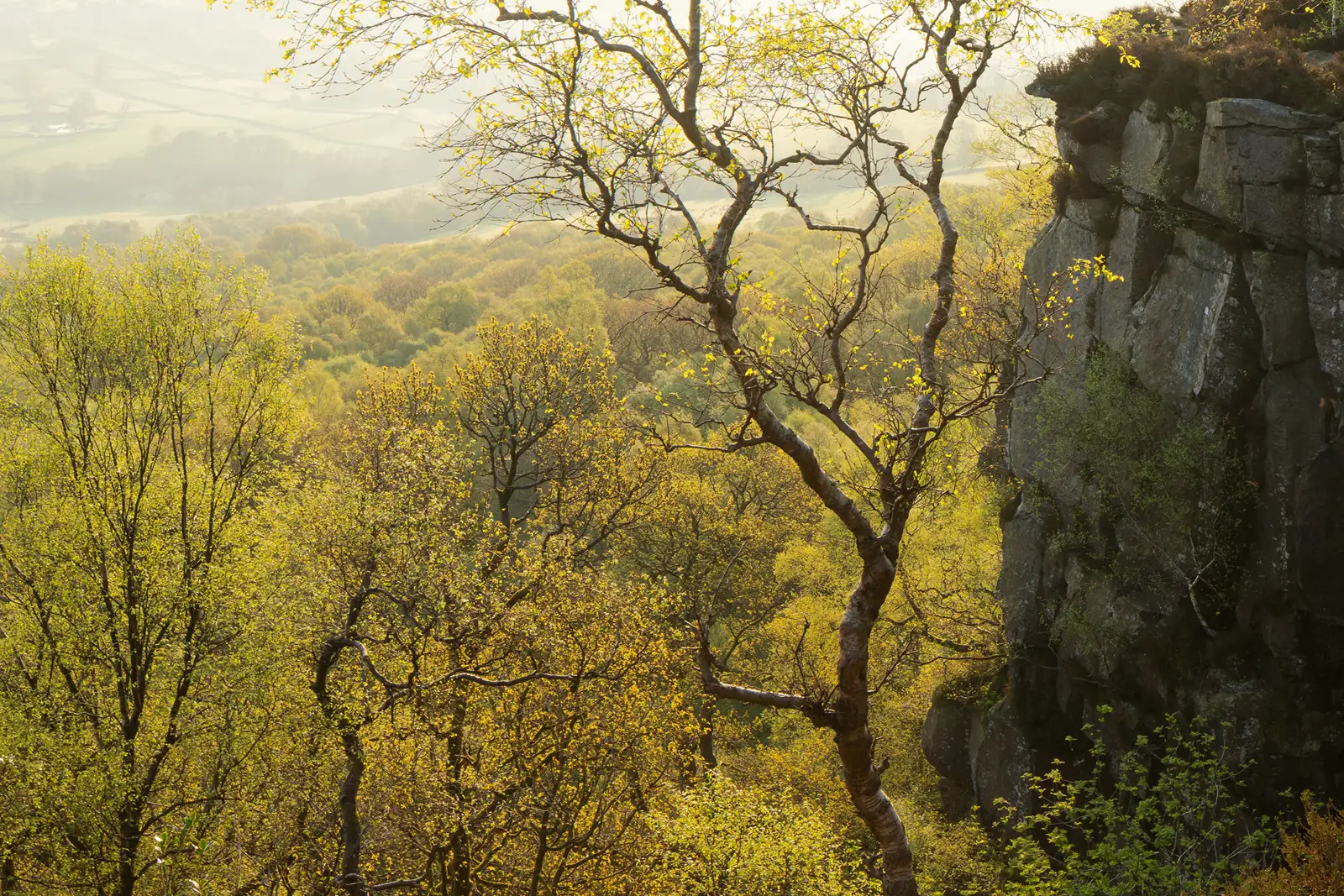 Sunlit landscape featuring a forest of trees with spring foliage in golden and green hues. A prominent, slender, twisting tree stands in the foreground. To the right, a rocky cliff face is partially covered with vegetation. The background reveals a hazy, rolling countryside under soft, diffused sunlight.