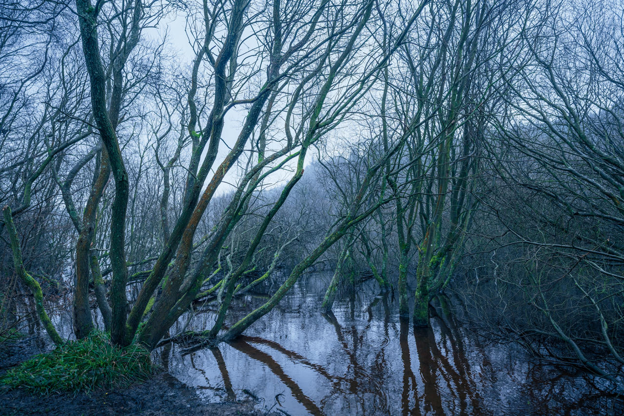 Bare, twisted trees with patches of green moss grow in and around a flooded area, reflecting in the still water. The scene is enveloped in a cool, dusky blue light, giving it a mysterious and tranquil atmosphere.