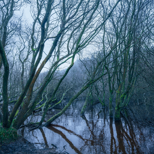 Pinion: A tranquil woodland scene in North Yorkshire. It's winter, and leafless trees with gnarled, moss-covered branches arch over a serene, reflective reservoir. Their silhouettes intertwine, mirroring in the still water amidst a soft, diffuse light.