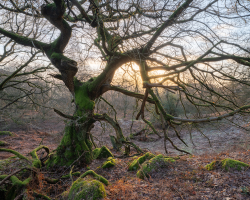 A Journey Through Ancient Woodland: An ancient, gnarled tree stands at the heart of an ancient woodland. Its moss-covered branches twist and stretch towards a soft sunrise peeking through the dense tangle of bare limbs. The forest floor is blanketed with fallen leaves and sporadic tufts of grass. a tree with moss growing on it