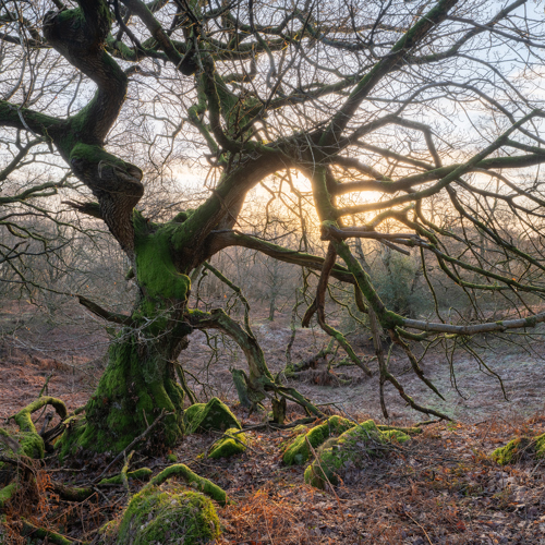Woodland Frost: An ancient, gnarled tree stands at the heart of an ancient woodland. Its moss-covered branches twist and stretch towards a soft sunrise peeking through the dense tangle of bare limbs. The forest floor is blanketed with fallen leaves and sporadic tufts of grass.