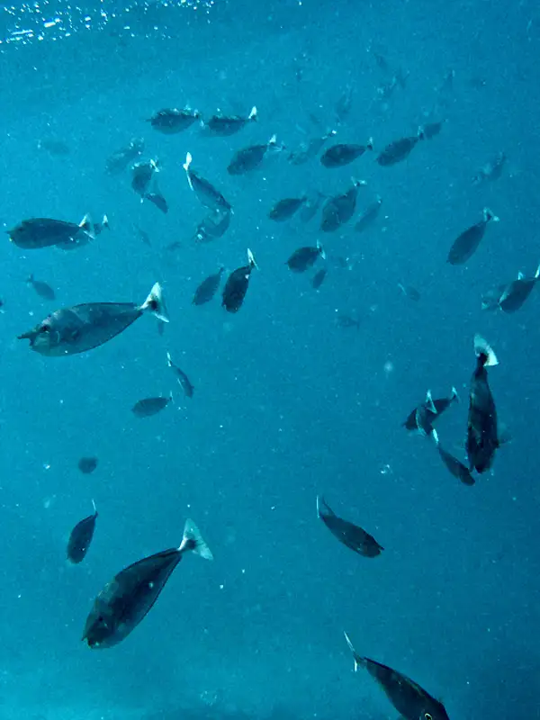 Fish