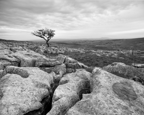 Yorkshire Dales: Limestone and Lone Trees:  a herd of sheep standing on top of a rock