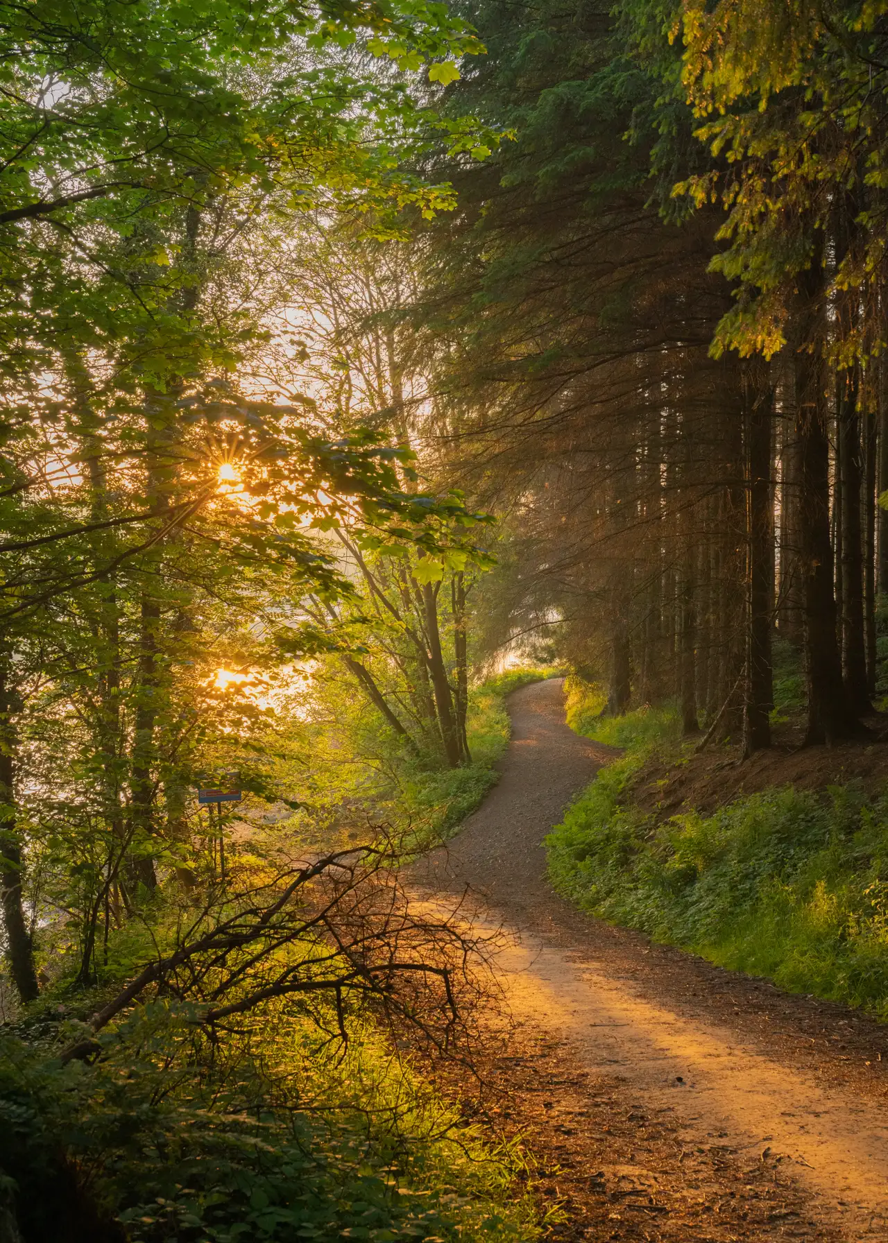 Dappled sunlight filters through the trees, casting a warm glow on a curved dirt path. Dense foliage surrounds the path on one side, while tall evergreens line the other. The sun is visible through the leaves, creating a serene and inviting atmosphere.