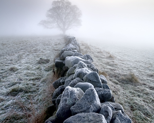 Discover the beauty of Crimple Valley: A frosty morning in Crimple Valley, Harrogate: a traditional dry stone wall, edged with frost, leads the eye towards a solitary tree. The scene is shrouded in mist, with the soft light of dawn creating a mystical atmosphere. a tree on a rocky hill