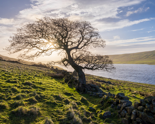 Harrogate Landscapes:  a tree on a hill by a body of water