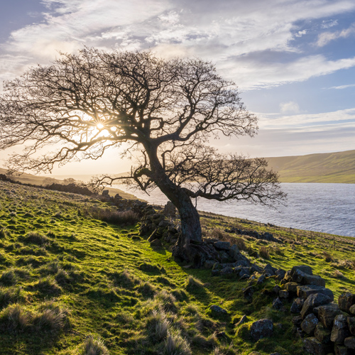 One day: A serene North Yorkshire landscape with a lone, leafless tree silhouetted against a sunlit, cloud-dappled sky. Sunbeams filter through branches, casting dappled shadows on vibrant green grass. A tranquil reservoir lies beyond, nestled between gently rolling hills. A rustic stone wall trails the scene's edge.