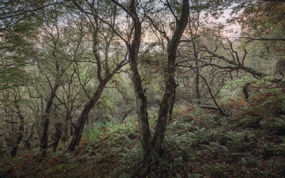 Dense woodland scene with tall, leafy trees and twisting branches covered in moss. The forest floor is carpeted with green ferns and undergrowth, creating a rich texture of foliage. Soft light filters through the trees, hinting at a misty or overcast sky above.