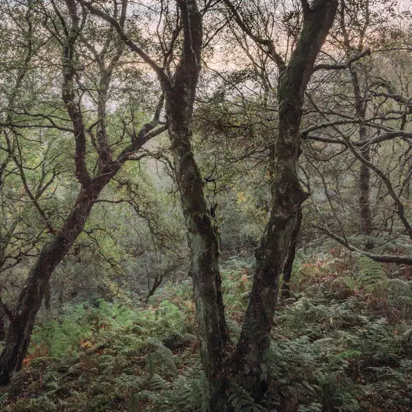 Woodland