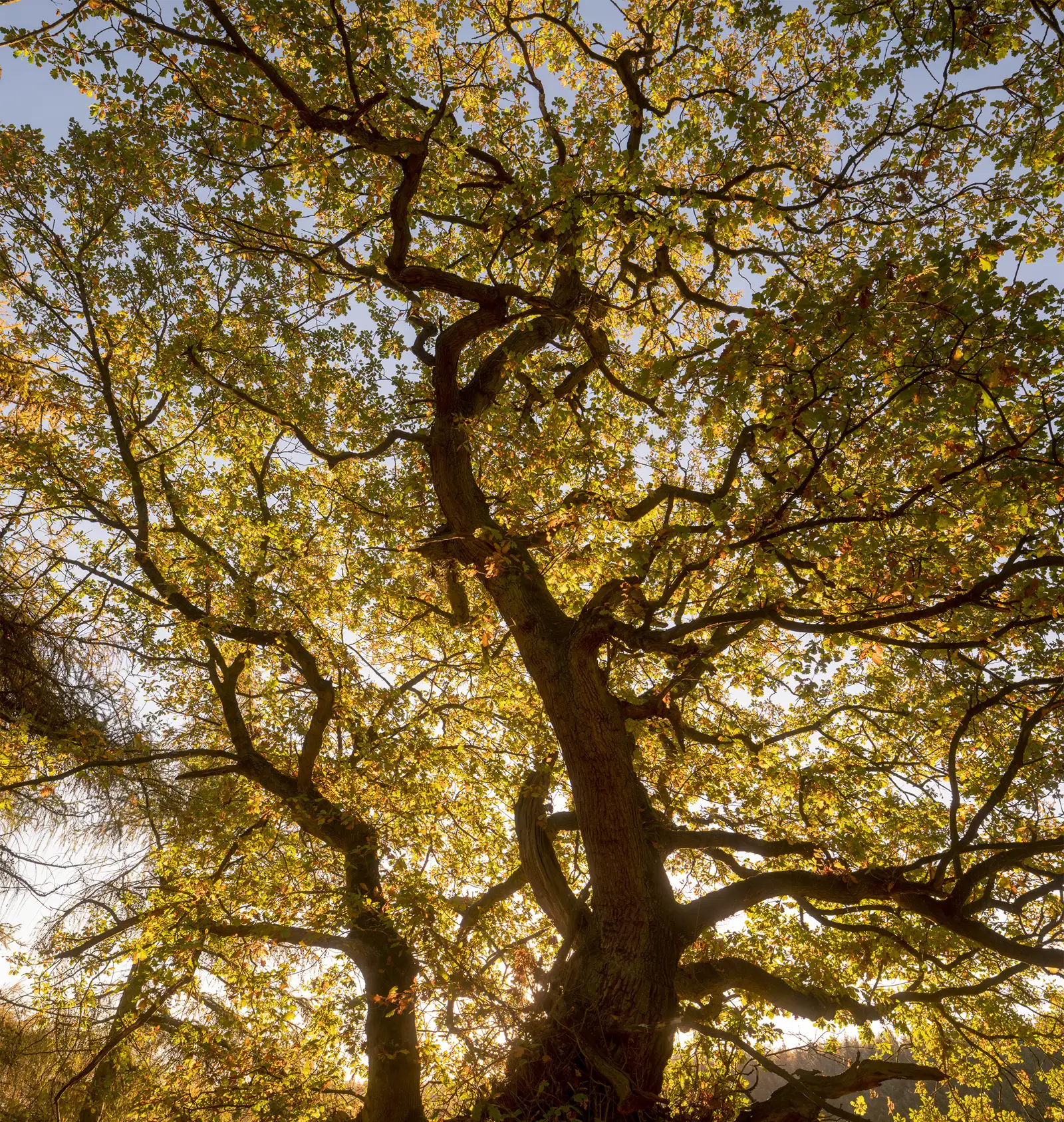 Tall tree with a thick trunk and sprawling branches, covered in green and golden leaves, backlit by the sun, creating a glowing halo effect. The sky is clear and blue, highlighting the tree's intricate branch patterns.