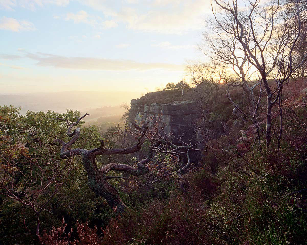 An old oak tree above an ancient woodland at dawn. Twisted, bare branches of a fallen tree lie in the foreground amidst heather and ferns. In the background, a rocky outcrop silhouettes against a pale sky, while soft, misty hills fade into the distance, creating a serene atmosphere. a tree with no leaves