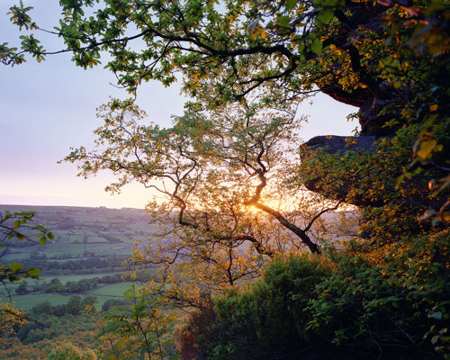 A Journey Through Ancient Woodland:  