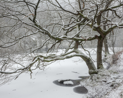 A Journey Through Ancient Woodland:  a tree with snow on the ground
