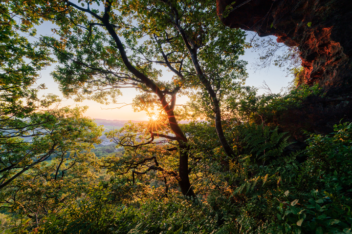 a forest with trees and plants. outdoor sky landscape deciduous nature vegetation leaf sunlight natural landscape plant biome jungle tree branch autumn nature reserve fall forest