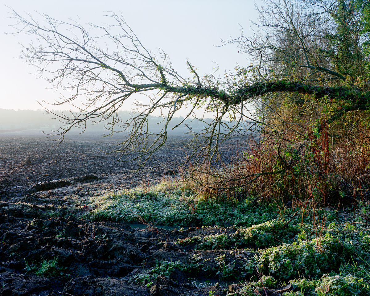 A fallen tree stretches across a ploughed field in Crimple Valley, Harrogate. The early morning light dusts the scene with a frosty glow, casting long shadows and illuminating the vibrant green of the ivy climbing the tree's branches. a tree on a beach