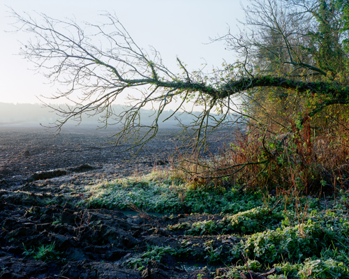 Discover the beauty of Crimple Valley: A fallen tree stretches across a ploughed field in Crimple Valley, Harrogate. The early morning light dusts the scene with a frosty glow, casting long shadows and illuminating the vibrant green of the ivy climbing the tree's branches. a tree on a beach