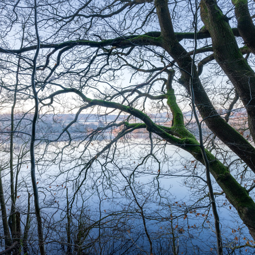 Whispers of winter's end: This is a tranquil scene at a North Yorkshire reservoir. Bare trees with intricate branches frame the view, some covered in patches of moss. The still water mirrors the sky and tree silhouettes.