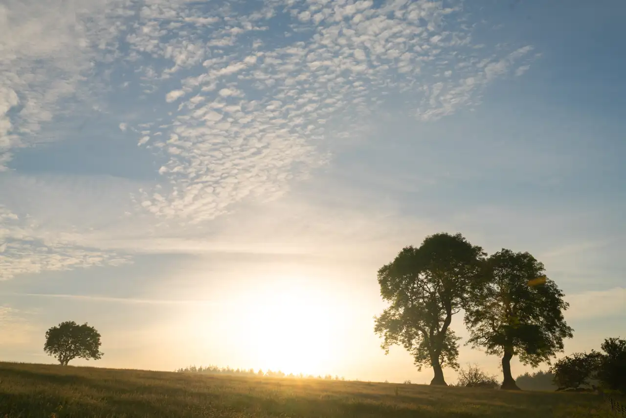 Early morning landscape with the sun rising over a grassy field. Two large trees are silhouetted against the bright sky on the right, while a smaller tree stands on the left. The sky is partly cloudy with soft, scattered clouds, and the sunlight creates a gentle glow over the scene.