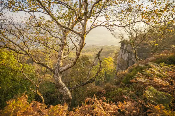 A lone birch tree with twisting branches stands on a hillside, surrounded by autumnal ferns and grasses. The landscape stretches into a distant haze, with woodland and a rocky cliff visible. The scene is bathed in warm, golden sunlight, creating a serene and picturesque setting.