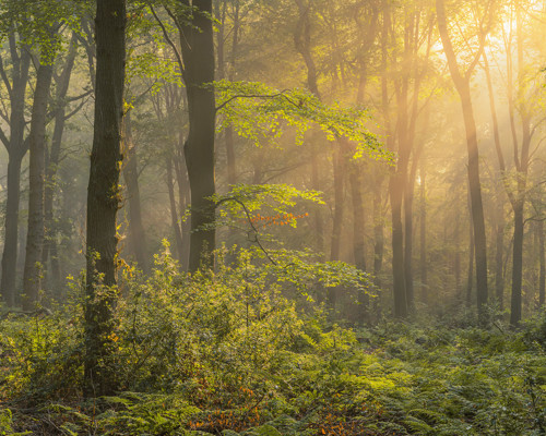 Harrogate Landscapes: Lush green foliage and ferns carpet the floor of Fewston woods and the sun filters through the canopy, casting a warm glow and creating a hazy atmosphere. a tree in a forest