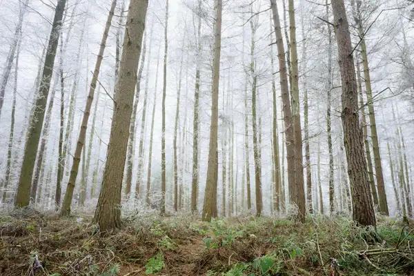 Winter Wonderland